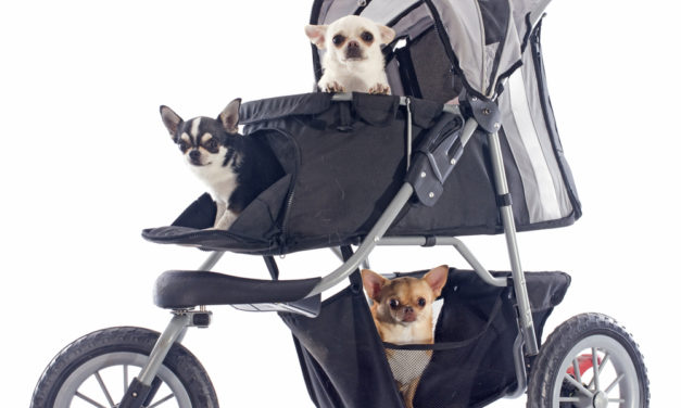 What’s Up Dog?…A Stroller?!